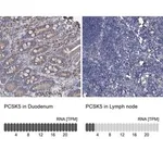 Merck Anti-PCSK5 antibody produced in rabbit