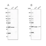 Merck Anti-DNAJC9 antibody produced in rabbit