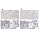 Merck Anti-MPHOSPH10 antibody produced in rabbit