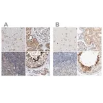 Merck Anti-SPATA20 antibody produced in rabbit