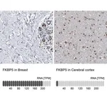 Merck Anti-FKBP5 antibody produced in rabbit