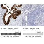 Merck Anti-SCGB2A1 antibody produced in rabbit