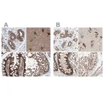 Merck Anti-ZC3H15 antibody produced in rabbit