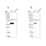 Merck Anti-TCP1 antibody produced in rabbit