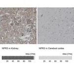 Merck Anti-NPR3 antibody produced in rabbit