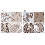 Merck Anti-ZC3H15 antibody produced in rabbit