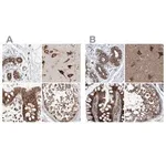 Merck Anti-ZC3H15 antibody produced in rabbit