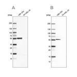 Merck Anti-FKBP5 antibody produced in rabbit