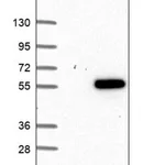 Merck Anti-VPS37A antibody produced in rabbit