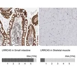 Merck Anti-LRRC45 antibody produced in rabbit