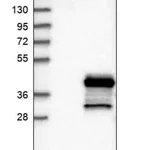 Merck Anti-GEM antibody produced in rabbit