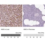Merck Anti-KMO antibody produced in rabbit