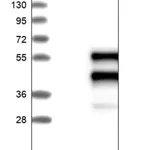 Merck Anti-SNX16 antibody produced in rabbit