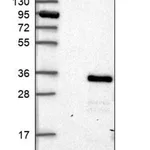Merck Anti-C8orf33 antibody produced in rabbit