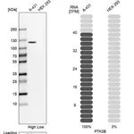 Merck Anti-PTK2B antibody produced in rabbit