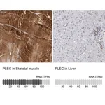 Merck Anti-PLEC antibody produced in rabbit