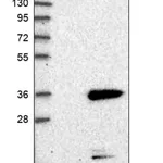 Merck Anti-C8orf33 antibody produced in rabbit
