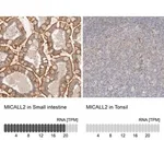 Merck Anti-MICALL2 antibody produced in rabbit