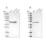 Merck Anti-FH antibody produced in rabbit