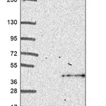Merck Anti-PKDCC antibody produced in rabbit