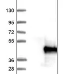 Merck Anti-AKAP7 antibody produced in rabbit