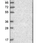Merck Anti-RPS6KC1 antibody produced in rabbit