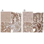 Merck Anti-CEP350 antibody produced in rabbit