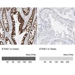 Merck Anti-ETHE1 antibody produced in rabbit