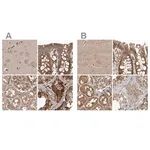 Merck Anti-CEP350 antibody produced in rabbit