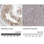 Merck Anti-RALGPS2 antibody produced in rabbit