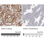 Merck Anti-SUGCT antibody produced in rabbit