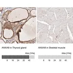 Merck Anti-ANXA9 antibody produced in rabbit