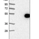 Merck Anti-EXO5 antibody produced in rabbit