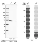 Merck Anti-CSK antibody produced in rabbit
