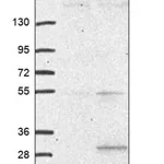 Merck Anti-TCTEX1D1 antibody produced in rabbit
