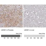 Merck Anti-LMOD1 antibody produced in rabbit