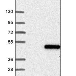 Merck Anti-OSCP1 antibody produced in rabbit