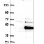 Merck Anti-YOD1 antibody produced in rabbit