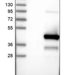 Merck Anti-KTI12 antibody produced in rabbit