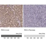 Merck Anti-PAH antibody produced in rabbit