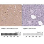 Merck Anti-DNAJC6 antibody produced in rabbit