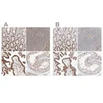 Merck Anti-BYSL antibody produced in rabbit