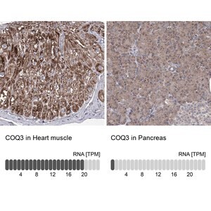 Merck Anti-COQ3 antibody produced in rabbit