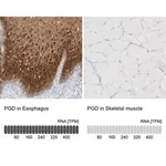 Merck Anti-PGD antibody produced in rabbit