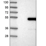 Merck Anti-BTBD6 antibody produced in rabbit