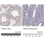Merck Anti-UBL4B antibody produced in rabbit