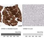 Merck Anti-CASQ1 antibody produced in rabbit