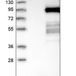 Merck Anti-PTPDC1 antibody produced in rabbit