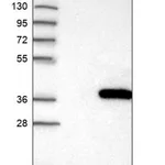 Merck Anti-HUS1 antibody produced in rabbit