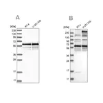 Merck Anti-BSDC1 antibody produced in rabbit